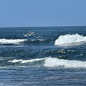 Meet your Posher, Patrick